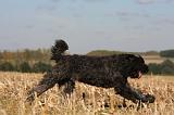 BOUVIER DES FLANDRES 252